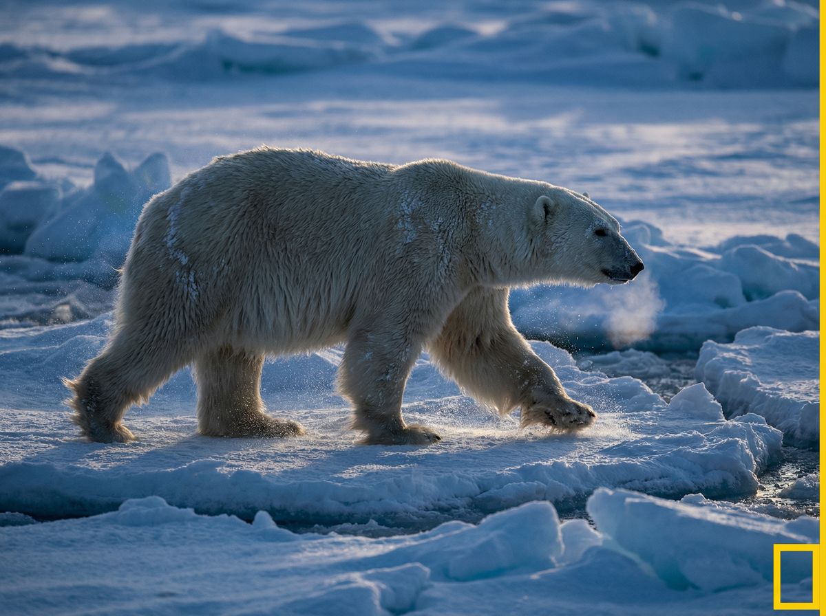 蜜芽北极熊视频